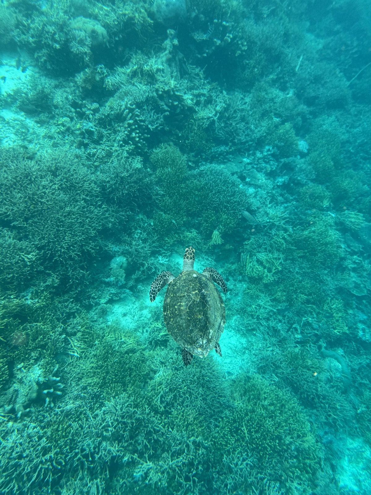 Raja Ampat sans plonger : ça vaut le coup en snorkeling ?