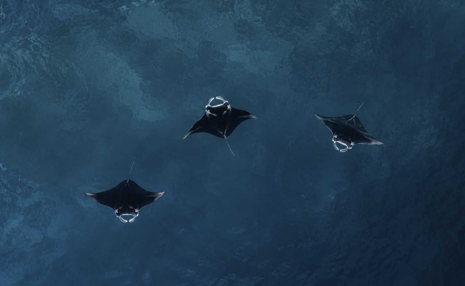 Manta ray, Raja Ampat